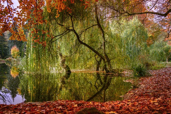 色とりどりの木々や葉を持つ秋の風景 — ストック写真