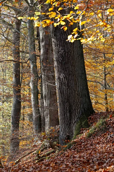 Mooie Herfst Bos Met Gevallen Bladeren — Stockfoto