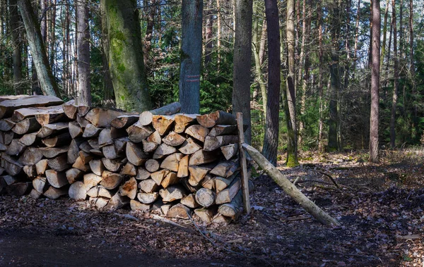 森の中の薪の山 — ストック写真