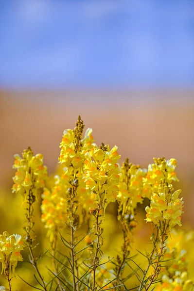 Mooie Bloemen Tuin — Stockfoto