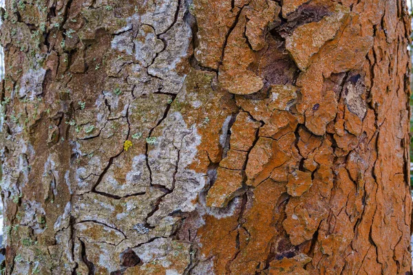 一棵树的树皮的纹理 — 图库照片