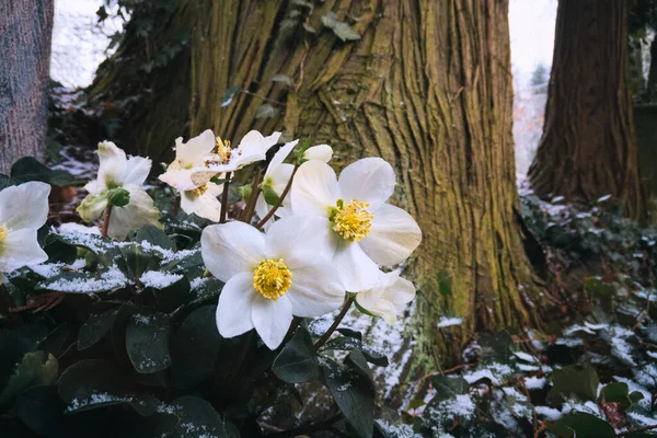 Schöne Blumen Wald — Stockfoto