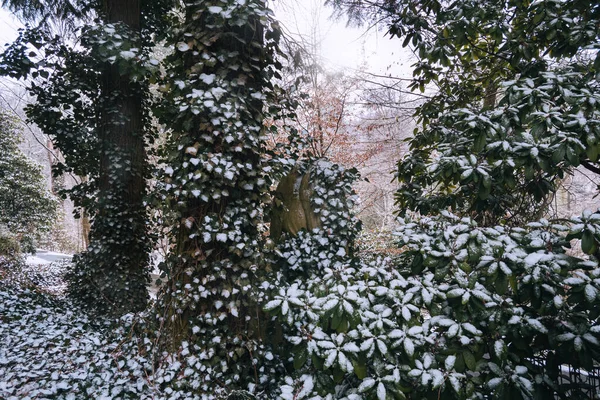Wunderschöne Winterlandschaft Mit Schneebedeckten Bäumen — Stockfoto