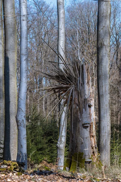Большое Дерево Лесу — стоковое фото
