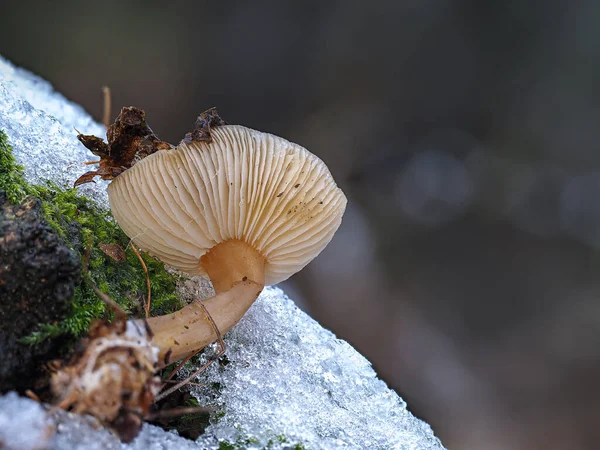 White Mushroom Pine Forest — Stock Photo, Image