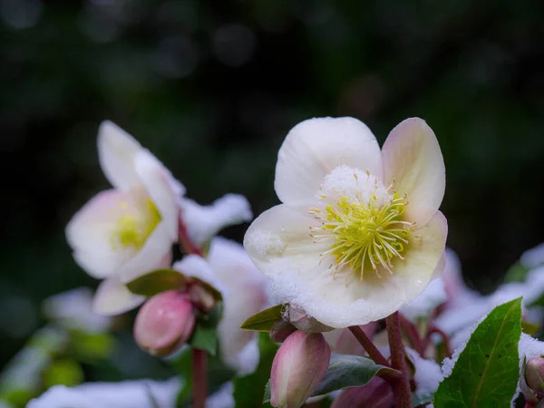 Fechar Belas Flores Brancas Jardim — Fotografia de Stock
