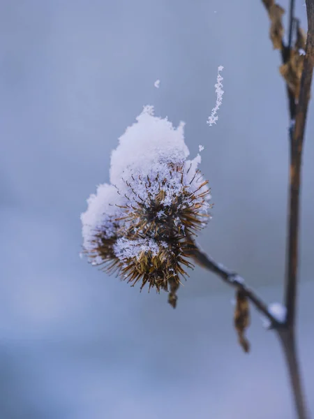 森の中の美しい花 — ストック写真