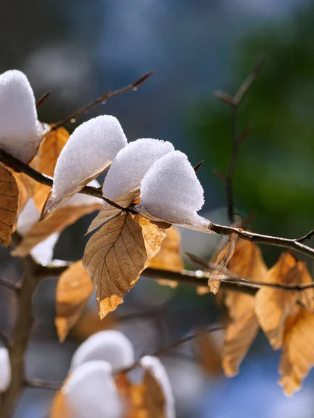 Belos Galhos Árvores Macias Brancas Com Folhas Secas — Fotografia de Stock