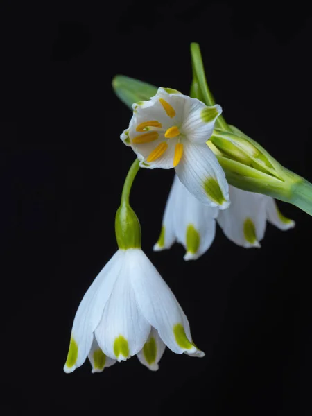 Belle Fleur Orchidée Blanche Sur Fond Noir — Photo
