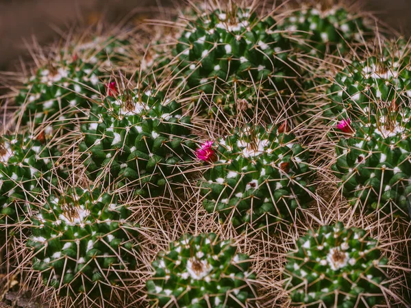 Beautiful Green Cactus Thorns Small Depth Field — Stock Photo, Image