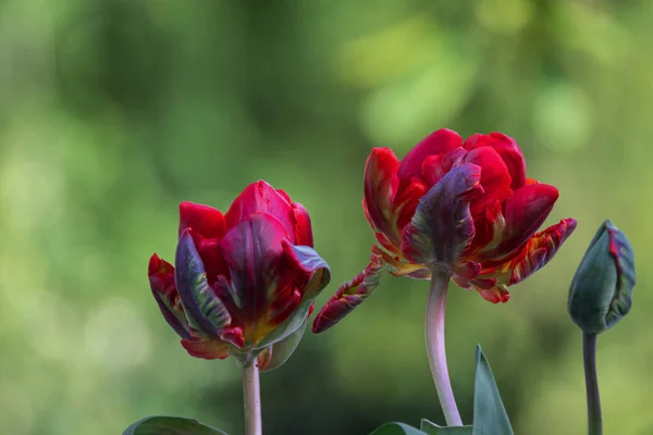 Schöne Rote Tulpen Garten — Stockfoto