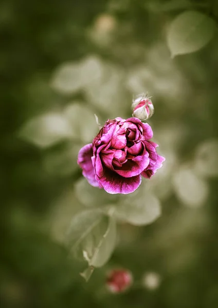 Beautiful Pink Roses Garden Park — Stockfoto