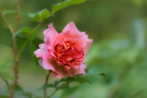 Vackra Rosor Med Gröna Blad Natur Skönhet Och Ekologi — Stockfoto