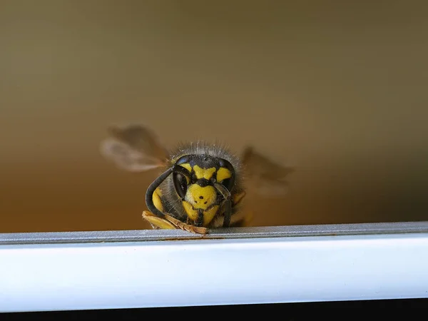 Evdeki Böceğin Görüntüsünü Kapat — Stok fotoğraf