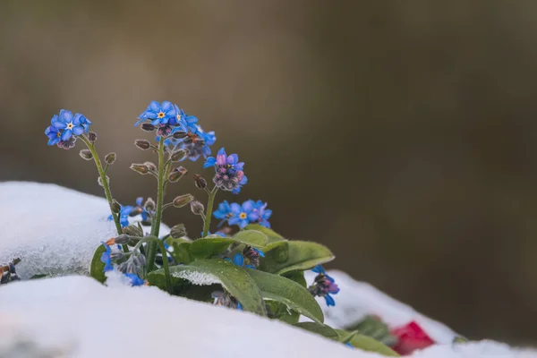 Violett Blaue Und Grüne Blätter Eines Wilden Sibirischen Waldes — Stockfoto