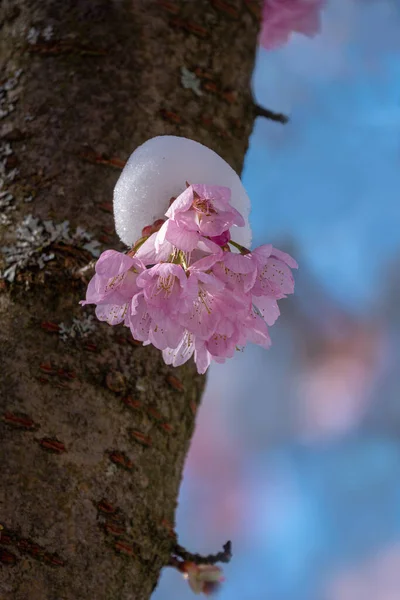 Apropiere Flori Frumoase Mere Roz Primăvară Notă Adâncime Superficială Câmpului — Fotografie, imagine de stoc