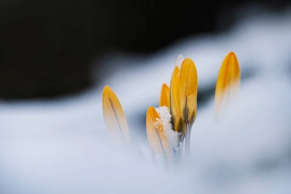 美しい秋の日を背景に雪の中の春の降雪花 — ストック写真