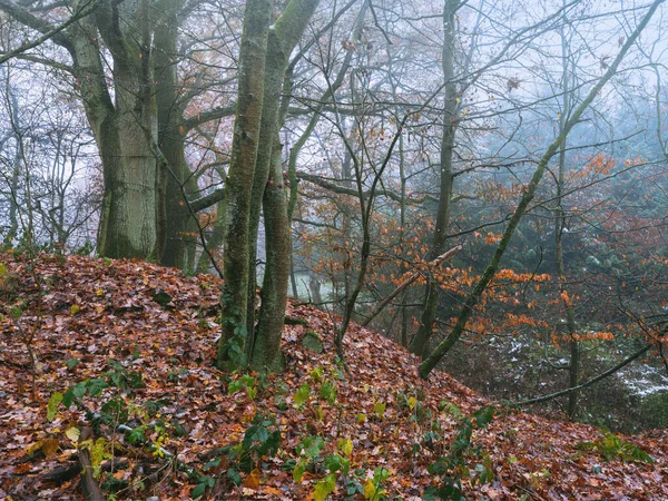 Φθινοπωρινό Δάσος Δέντρα Και Φύλλα — Φωτογραφία Αρχείου