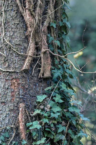 Стовбур Дерева Дубовій Гілці Землі — стокове фото
