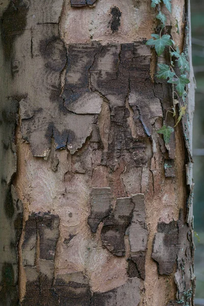 Текстура Коры Старого Дерева — стоковое фото