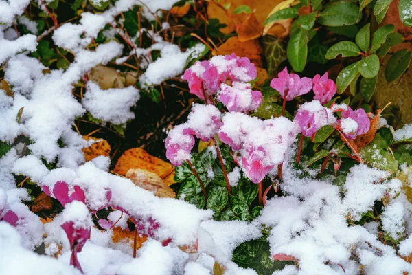 Χειμερινό Τοπίο Χιονισμένα Δέντρα Φύλλα Παγετός Και Λευκά Λουλούδια Φόντο — Φωτογραφία Αρχείου