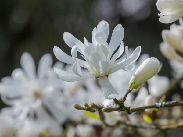 Białe Kwiaty Gwiazda Magnolia — Zdjęcie stockowe