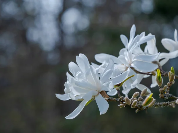 Białe Kwiaty Gwiazda Magnolia — Zdjęcie stockowe