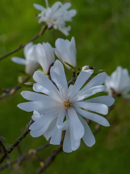 Beyaz Çiçek Yıldızı Manolya — Stok fotoğraf