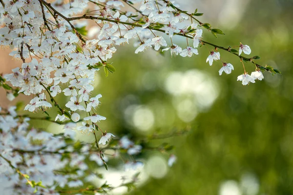 Tavasszal Fehér Fák Nyílnak Réten — Stock Fotó