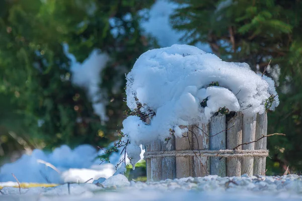 冬の公園の白い雪に覆われた木 — ストック写真