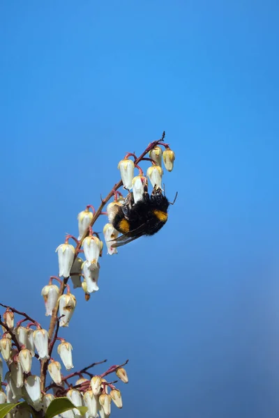 Nahaufnahme Einer Biene Frühling Mit Gelben Blättern Hummel Auf Einer — Stockfoto