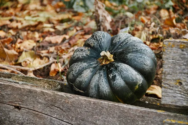 Осенний Сбор Урожая Селективный Фокус — стоковое фото