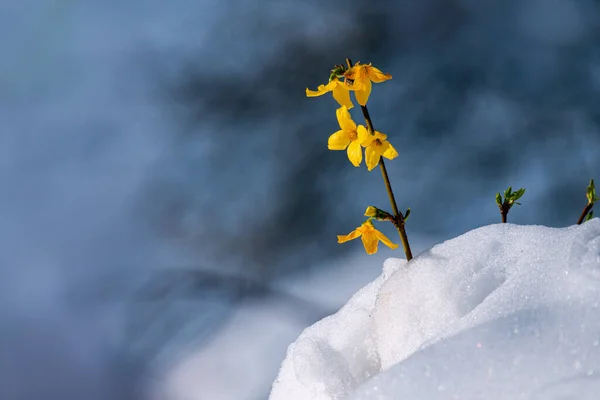 Sarı Timsahlar Ilkbahar Çiçekleri — Stok fotoğraf