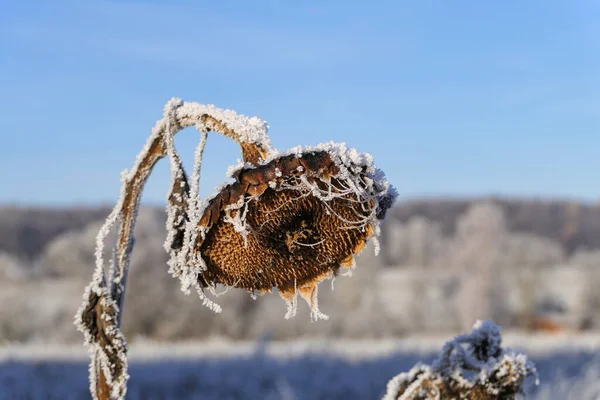 Donmuş Solmuş Ayçiçeği — Stok fotoğraf