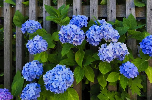 Drewniane Ogrodzenie Ogrodowe Niebieski Kwiat Hortensji — Zdjęcie stockowe