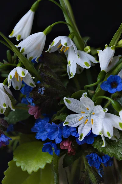 Gyönyörű Virágok Fehér Sárga Nárciszok Sötét Háttér Közepén Kertben Jogdíjmentes Stock Fotók