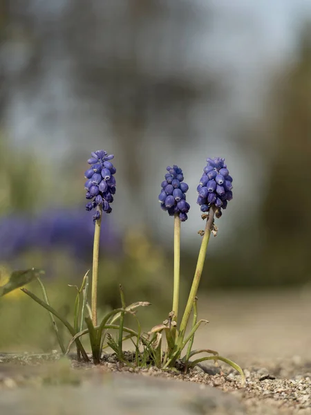 Yerdeki Mavi Çiçek Traubenhyazinthen Muscari — Stok fotoğraf