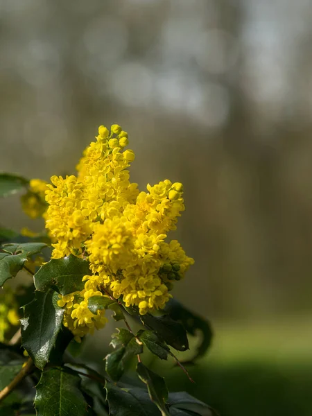 Żółte Kwiaty Ogrodzie Mahonien Mahonia — Zdjęcie stockowe