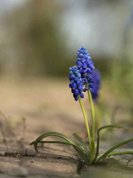 Μπλε Λουλούδι Στο Έδαφος Traubenhyazinthen Muscari — Φωτογραφία Αρχείου
