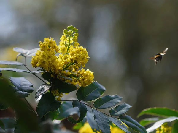 Mahonien Bahçedeki Bir Ağacın Dalındaki Arı Mahonia — Stok fotoğraf