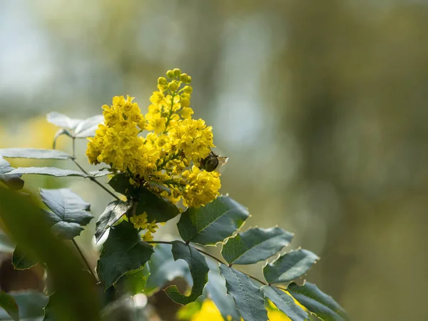 Pszczoła Gałęzi Drzewa Ogrodzie Mahonien Mahonia — Zdjęcie stockowe