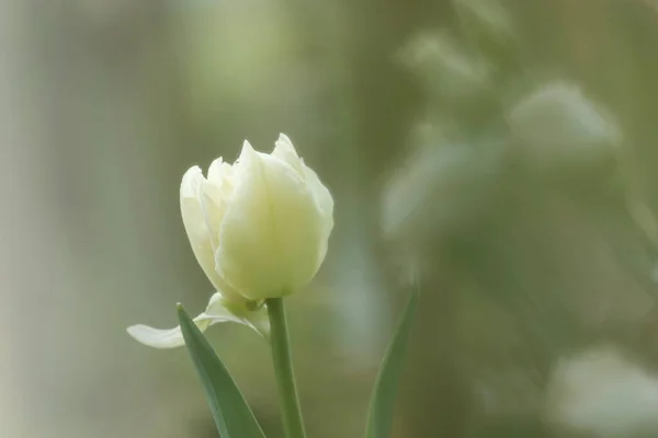 Schöne Weiße Tulpe Garten — Stockfoto