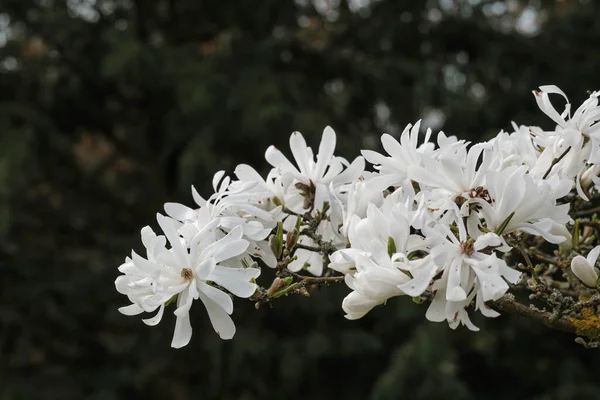 Белые Зеленые Цветущие Цветы — стоковое фото