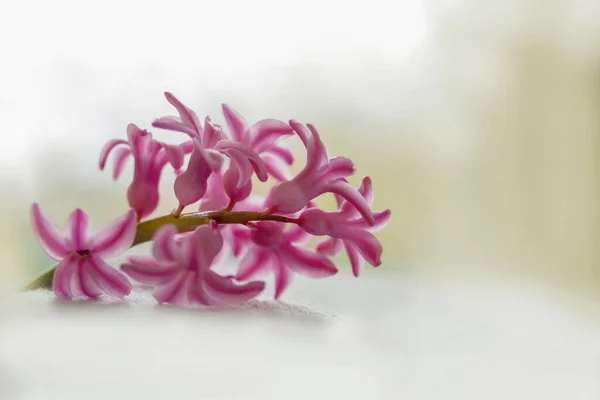 Bellissimo Fiore Orchidea Rosa Sfondo Bianco — Foto Stock