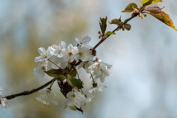 Belles Fleurs Blanches Sur Arbre — Photo