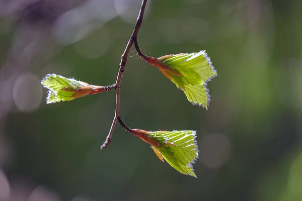 Gröna Blad Från Ung Planta Närbild Suddig Bakgrund — Stockfoto