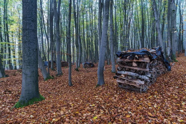 公園内の古い木の森 — ストック写真