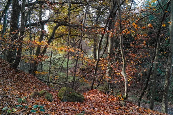 Красочный Осенний Лес Лесу Осень — стоковое фото