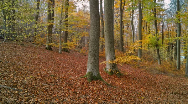 Осенний Лес Осенью — стоковое фото