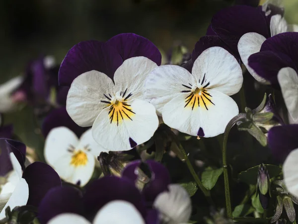 Güzel Pembe Mor Çiçeğin Yakın Plan Çekimi — Stok fotoğraf